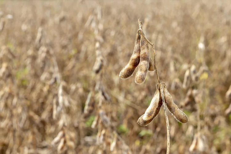 Plantação de soja: No Arkansas, um dos principais estados exportadores de soja dos EUA, produtores relataram estar em uma situação crítica. Em um vídeo publicado na rede social Reddit, eles afirmam que a "economia agrícola está em dificuldades" (Freepik)