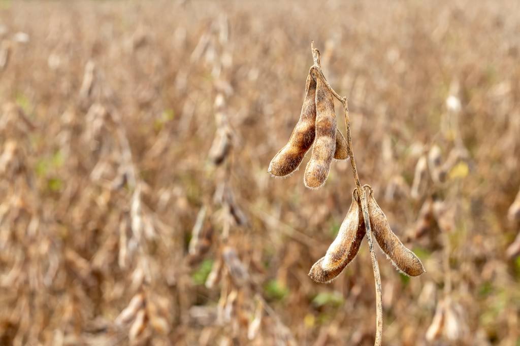 Seca e queimadas atrasam plantio da soja no Paraná e Mato Grosso