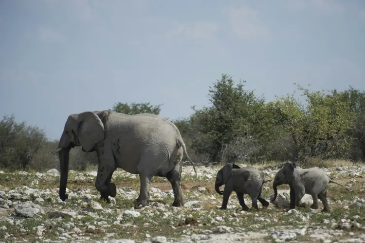 Os elefantes estão entre os animais que serão sacrificados para alimentar a população da Namíbia (AFP)