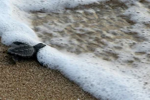 Imagem referente à matéria: Nos EUA, proibição de sacolas plásticas reduz poluição nas praias, afirma estudo