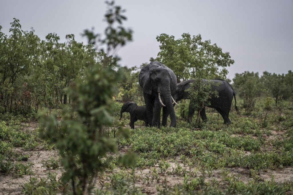 Seca leva segundo país na África a sacrificar animais selvagens para alimentar população