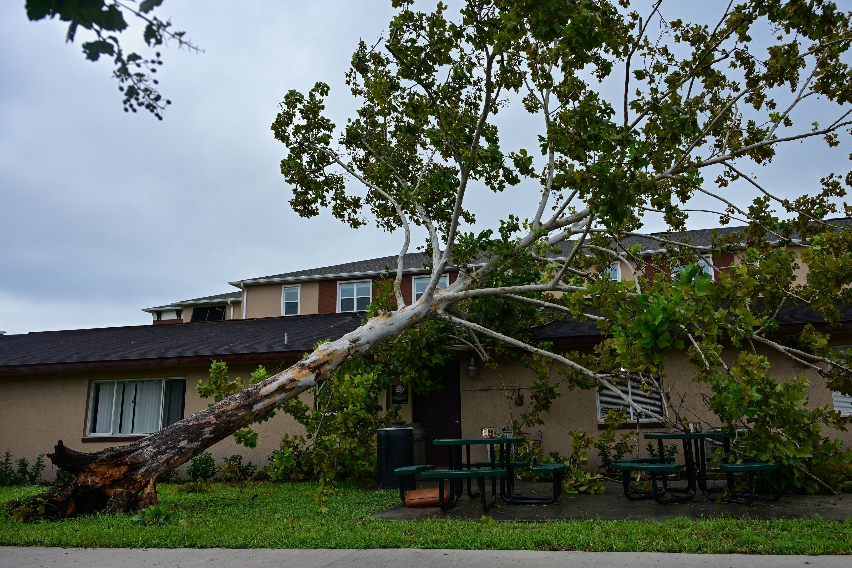 A tree fell on the front of a property in downtown Kissimee, Florida due to Hurricane Milton on October 10, 2024. At least four people were confirmed killed as a result of two tornadoes triggered by Hurricane Milton on the east coast of the US state of Florida, local authorities said Thursday. (Photo by GIORGIO VIERA / AFP)