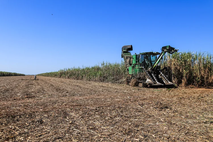 Chuvas de outubro serão fundamentais para o crescimento e a produtividade da cana na próxima safra (Leandro Fonseca/Exame)