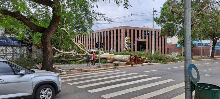 Temporal em São Paulo derruba árvore em frente a sede do banco Safra, na Avenida Santo Amaro (Gabriela Sandoval/Exame)