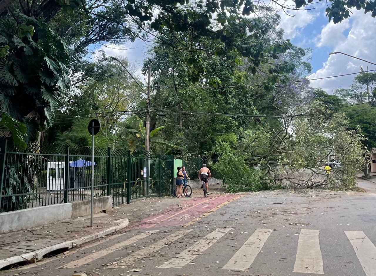 Árvore caída no Parque Severo Gomes, em São Paulo, devido ao temporal desta sexta-feira, 12 de outubro