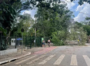 Temporal em SP derruba árvores e deixa mais de 30 mil moradores sem luz na capital