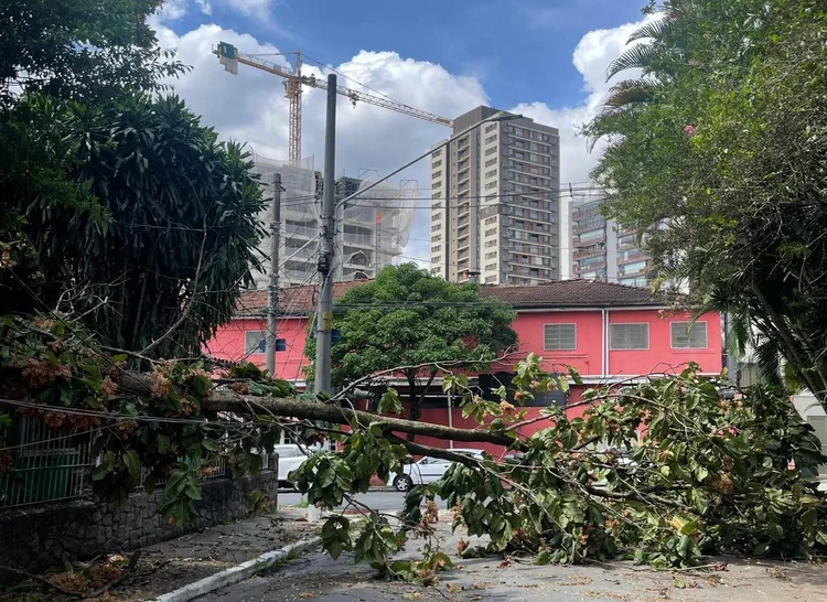 Árvore caída na Rua Caiçara com Cancioneiro de Evora, em São Paulo, após o temporal desta sexta-feira, 11 (Gabriela Sandoval/Divulgação)