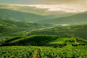 Esse produtor português sabe exatamente qual o vinho preferido dos brasileiros