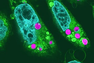 Imagem referente à matéria: Cientistas japoneses criam novo tipo de vida: híbrido entre planta e animal