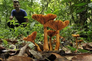 Imagem referente à matéria: Reservas Votorantim e CNPEM estudam uso de fungos e microrganismos na produção de biocombustíveis