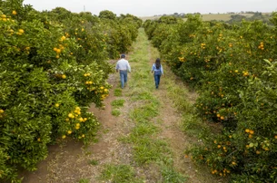 Com novas soluções para maior produtividade de hortaliças e frutas, BASF comemora resultados de 2024