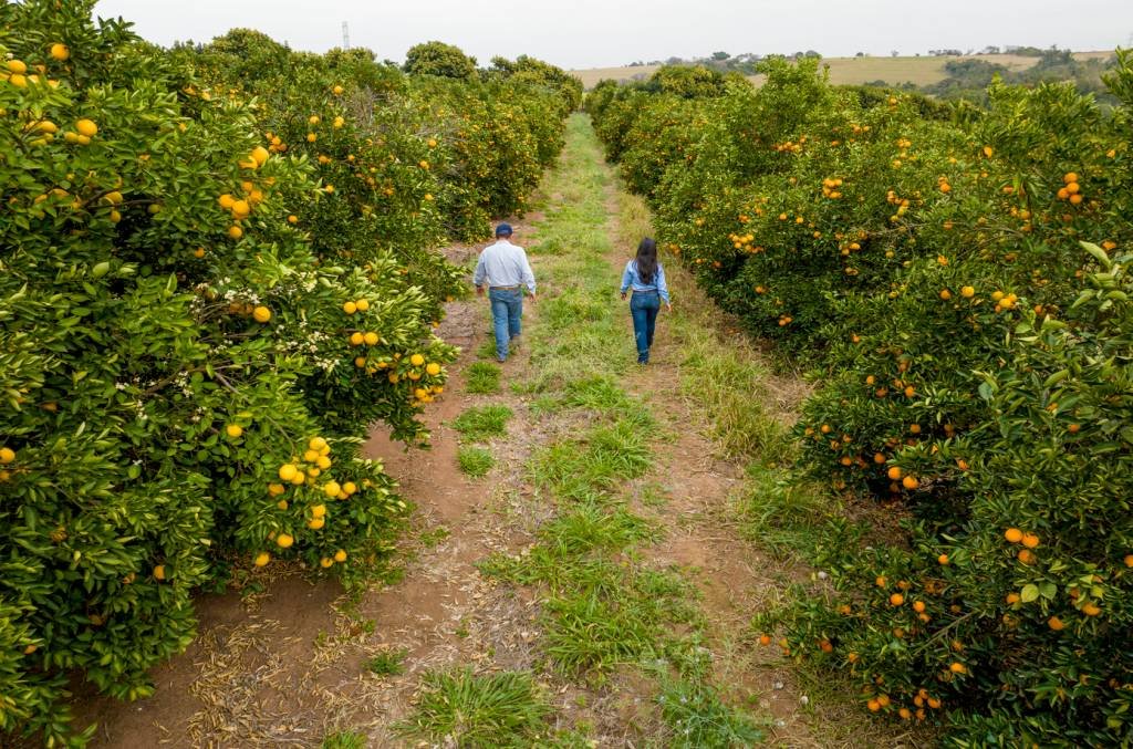 Com novas soluções para maior produtividade de hortaliças e frutas, BASF comemora resultados de 2024