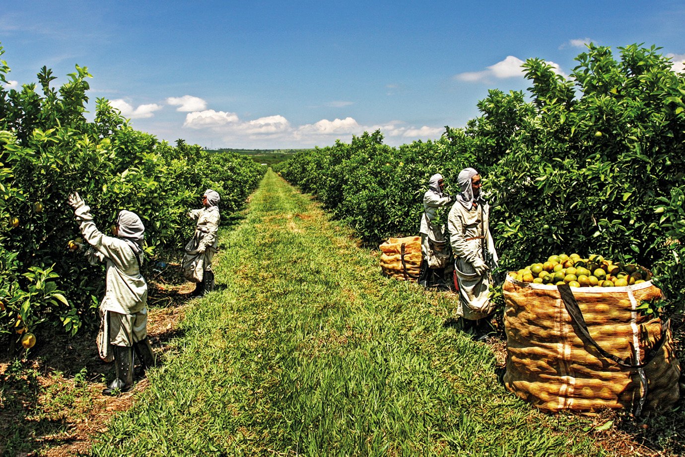 O puro suco da incerteza: como o clima ameaça a produção e a competitividade da laranja do Brasil