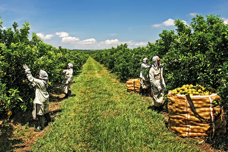 Fazenda de laranjas: aumentar a produtividade virou obrigação (Lau Paulinésio/Divulgação)