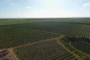 Indústria e centro tecnológico: os planos da Bahia para se tornar a nova fronteira do agro nacional