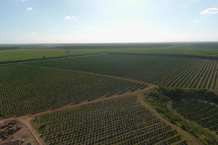 Vista área de parte da fazenda de laranja e tangerina da Agrocitrus, empresa do norte da Bahia