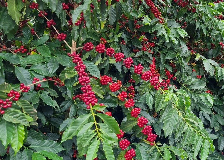 O café 'feito' por abelhas que pode render até R$ 22 bilhões por ano