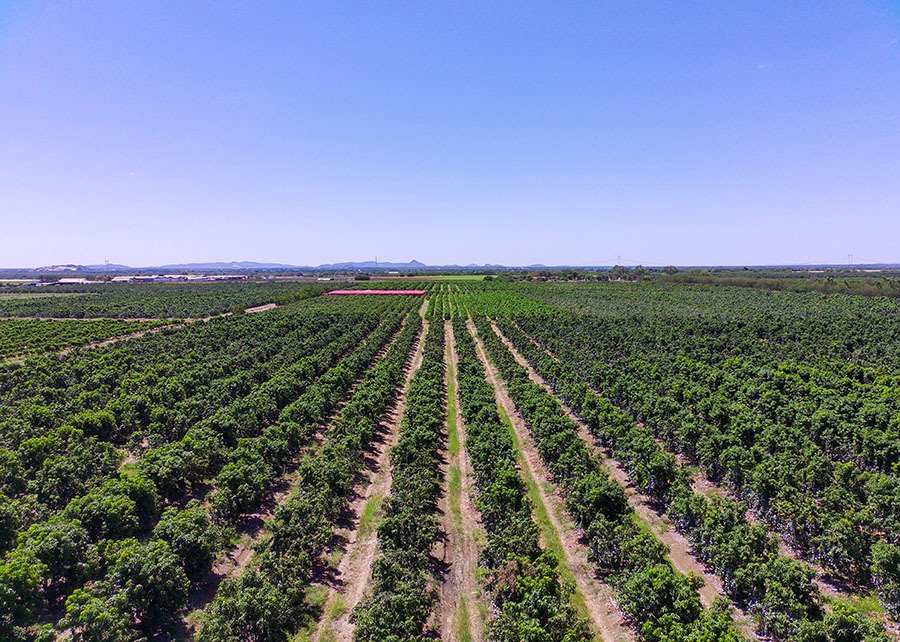 Cochonilhas no Vale do São Francisco: entenda o que são e os riscos para as plantas