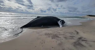 Imagem referente à matéria: Toxina e 'maré vermelha': por que mais de 70 baleias morreram na Argentina?