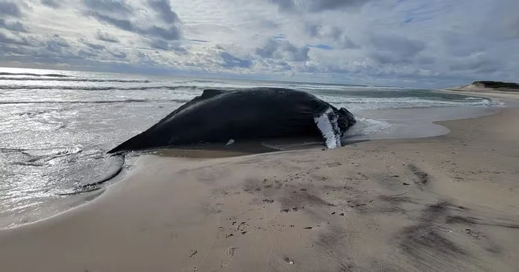 Especialistas investigam as causas das mortes de baleias na Península Valdés, na Argentina, e atribuem o fenômeno à “maré vermelha” e ao aumento das temperaturas marítimas. (Administração da Área Natural Protegida Península Valdés/Reprodução)