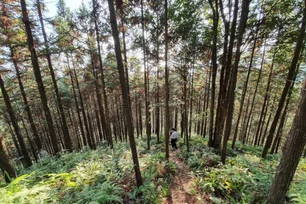 Imagem referente à matéria: Falta de biodiversidade e extração de madeira atrasam mercado voluntário de carbono, diz pesquisa