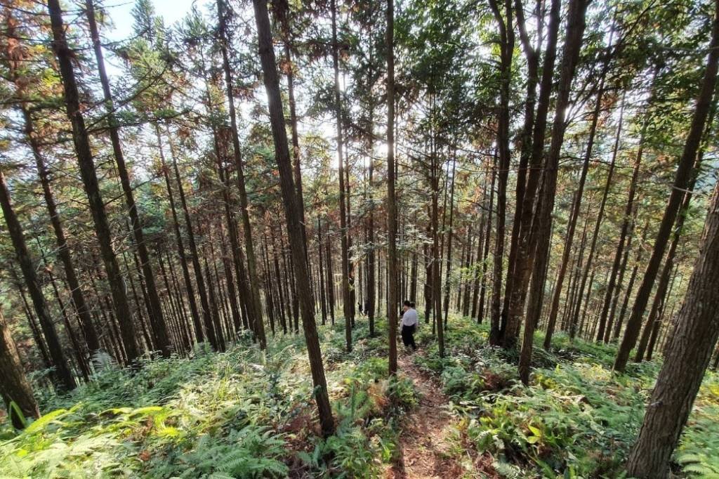 Falta de biodiversidade e extração de madeira atrasam mercado voluntário de carbono, diz pesquisa