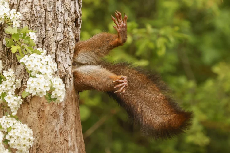 O ganhador foi o italiano Milko Marchetti, que fotografou um esquilo preso em sua árvore (Milko-Marchetti / Nikon Comedy Wildlife /Divulgação)