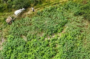 A cidade no interior do Acre que se tornou a 'capital da farinha de mandioca'