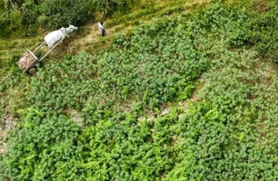 Imagem referente à matéria: A cidade no interior do Acre que se tornou a 'capital da farinha de mandioca'