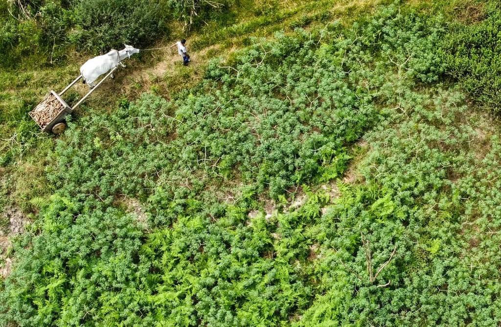 A cidade no interior do Acre que se tornou a 'capital da farinha de mandioca'