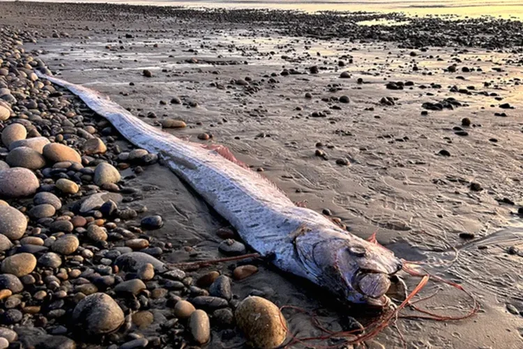 Peixe do Juízo Final: premonição verdadeira ou mito? (Alison Laferriere/Scripps Institution of Oceanography/ Instagram/Reprodução)