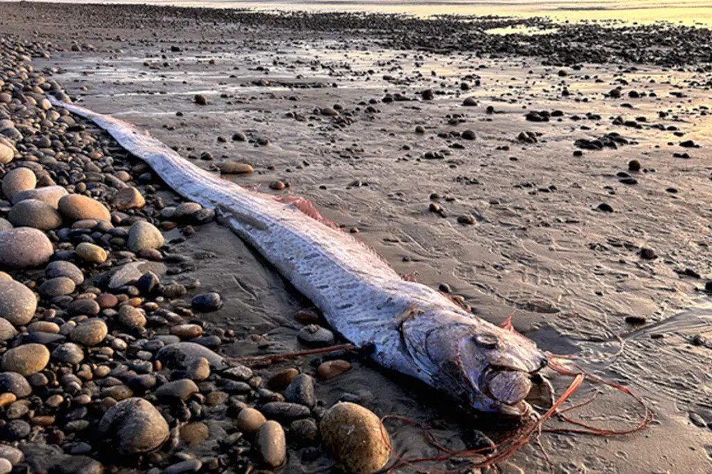 'Peixe do juízo final' aparece morto pela 3ª vez no ano; entenda o significado para a natureza