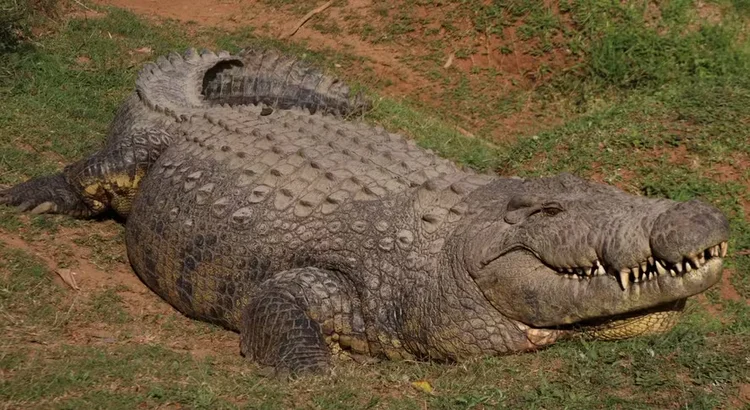 Henry: o crocodilo mais velho da história (Centro de Conservação Crocworld/Divulgação)