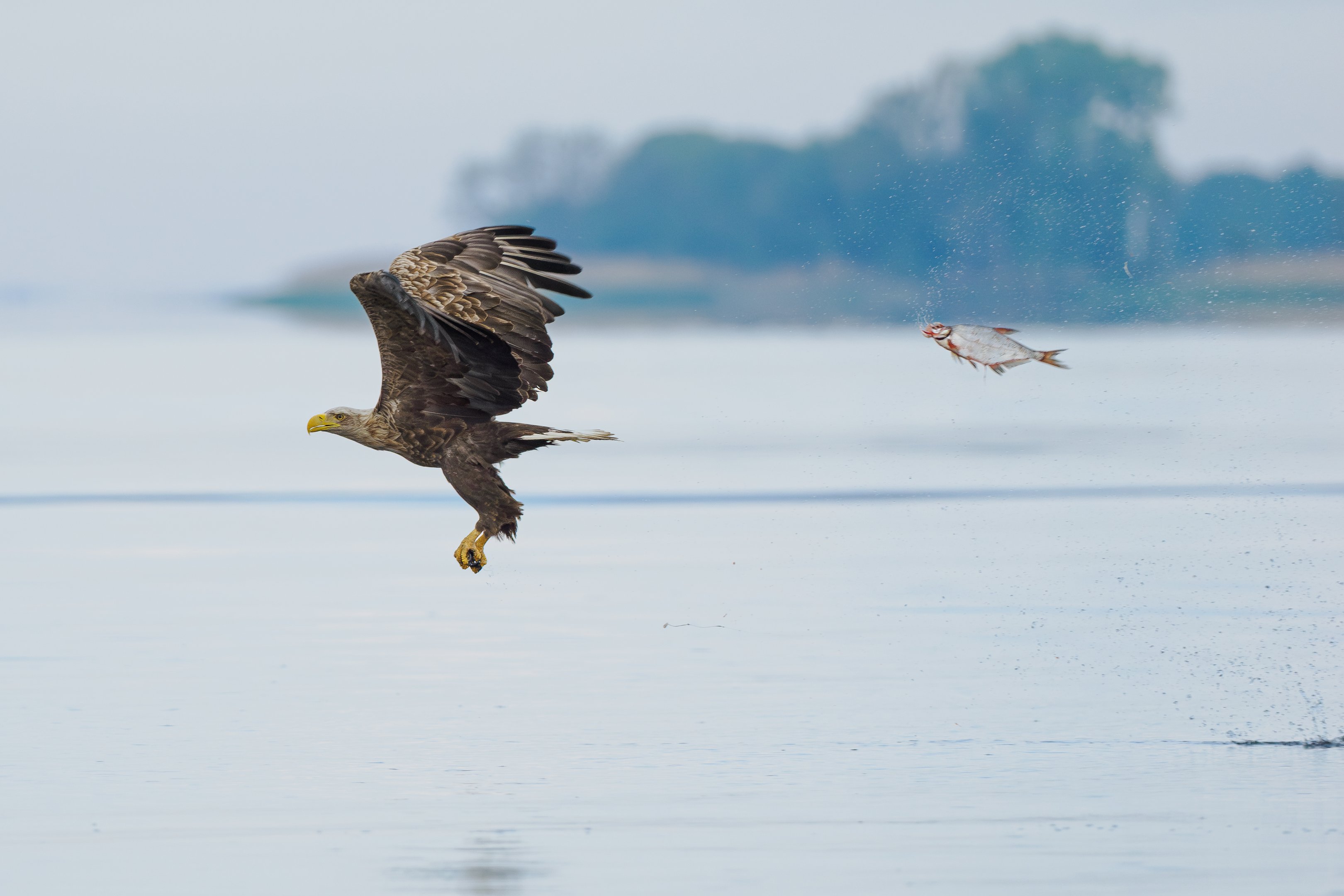 "Unexpected role swap", vencedor da categoria peixes e outros animais aquáticos, de Przemyslaw Jakubczyk / Nikon Comedy Wildlife