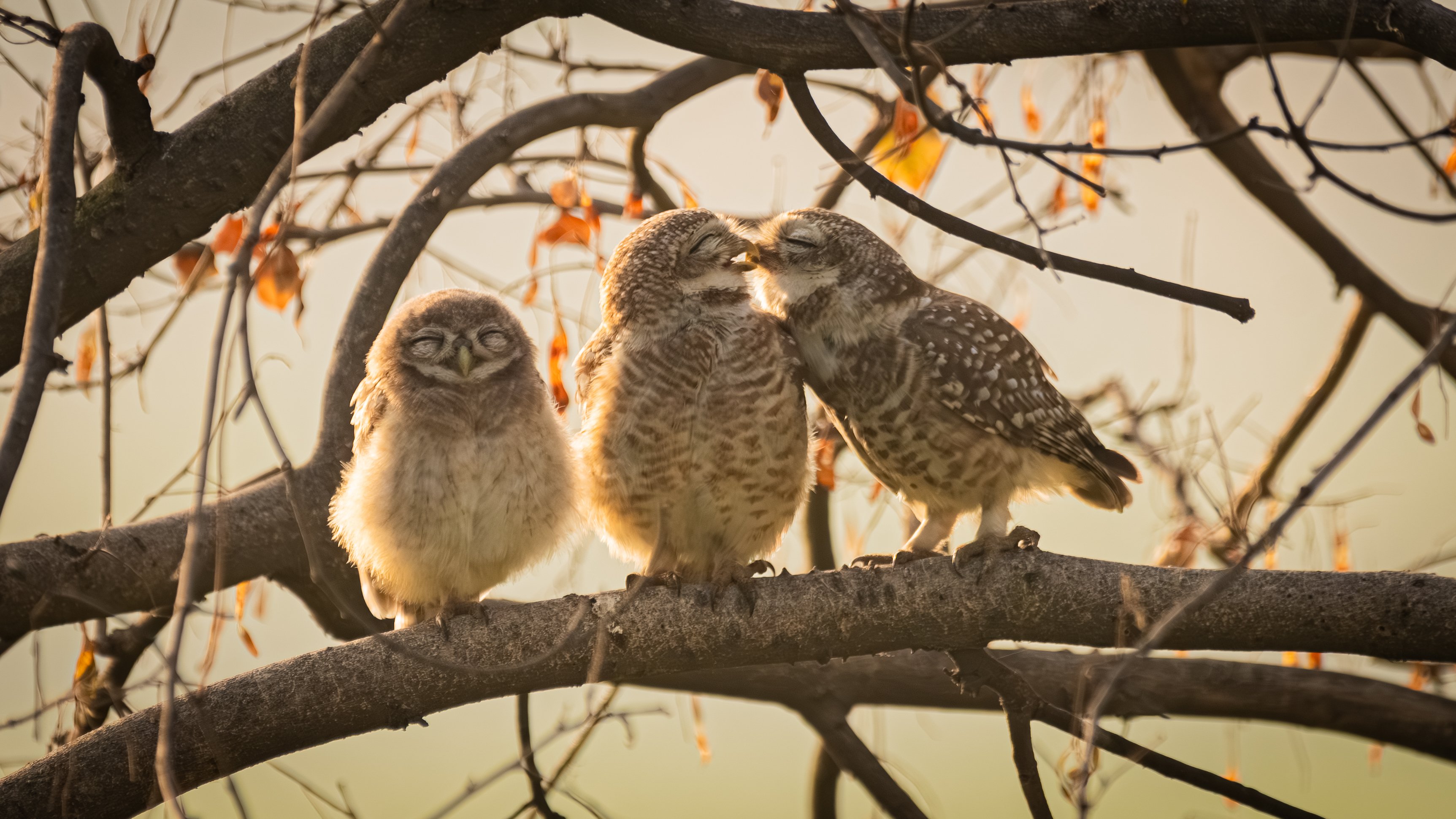 "Smooching Owlets", vencedor da categoria fotógrafo junior, de Sarthak-Ranganadhan/ Nikon Comedy Wildlife