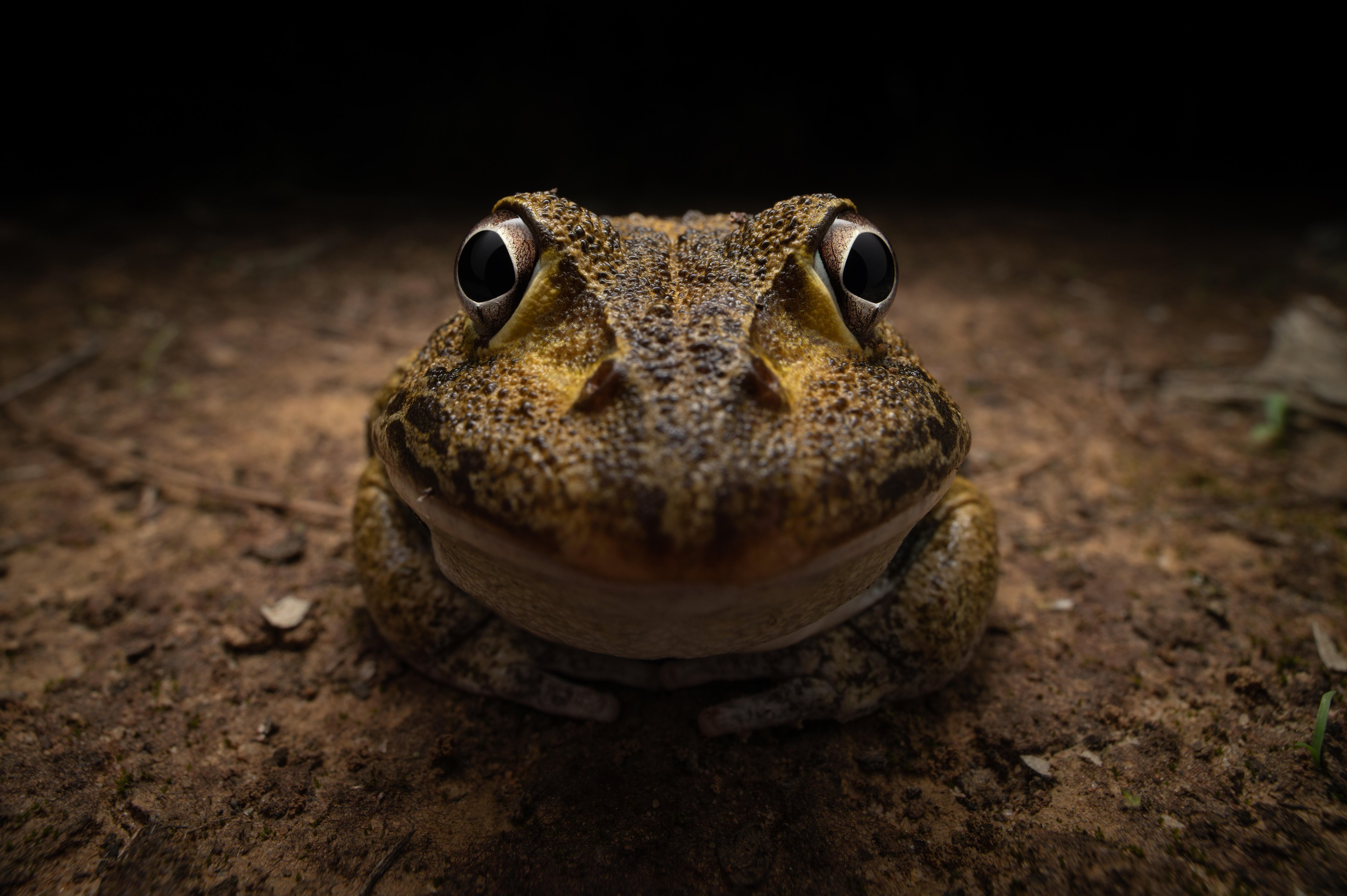 "Awkward smiley frog", vencedor da categoria fotógrafo jovem, de Kingston Tam/ Nikon Comedy Wildlife