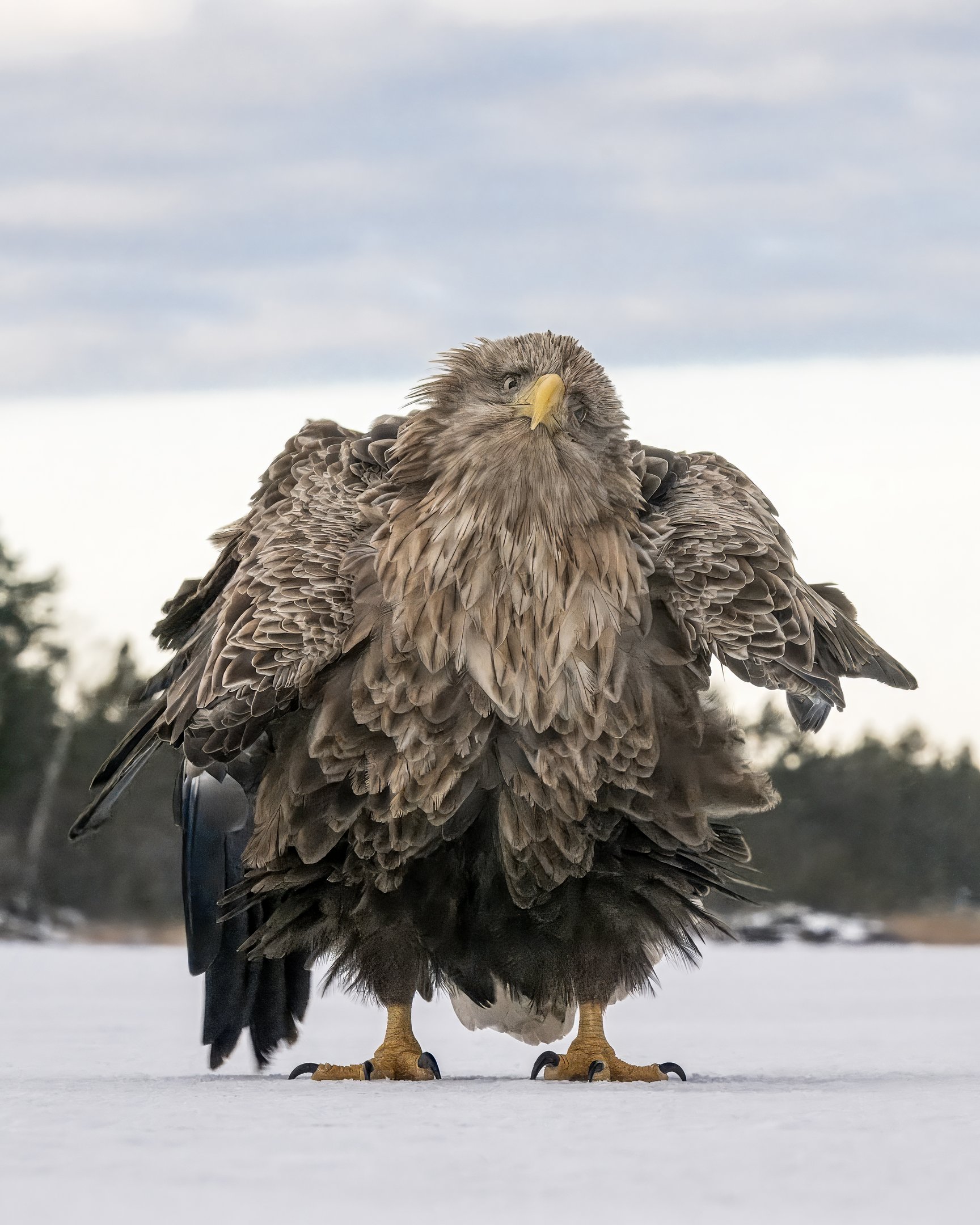 "Shake ruffle rattle and roll", vencedor da categoria Escolha popular, de Tapani Linnanmaki / Nikon Comedy Wildlife