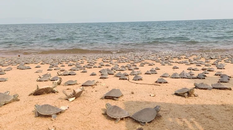 Ação de proteção das tartarugas no Pará tem grande relevância para garantir a permanência dessas espécies no ecossistema amazônico (Jéssica Santana/Divulgação)