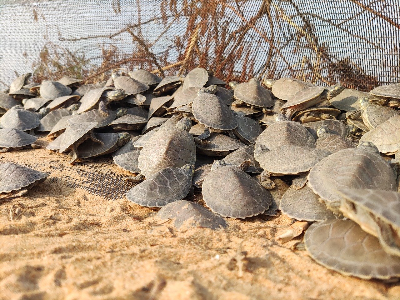 Galeria de fotos de Iniciativa de proteção de tartarugas devolve 6 milhões de filhotes aos rios amazônicos