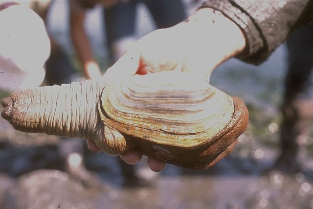 Geoduck