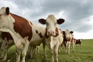 Gripe aviária: vacina em fase de testes protege bovinos contra surto nos EUA