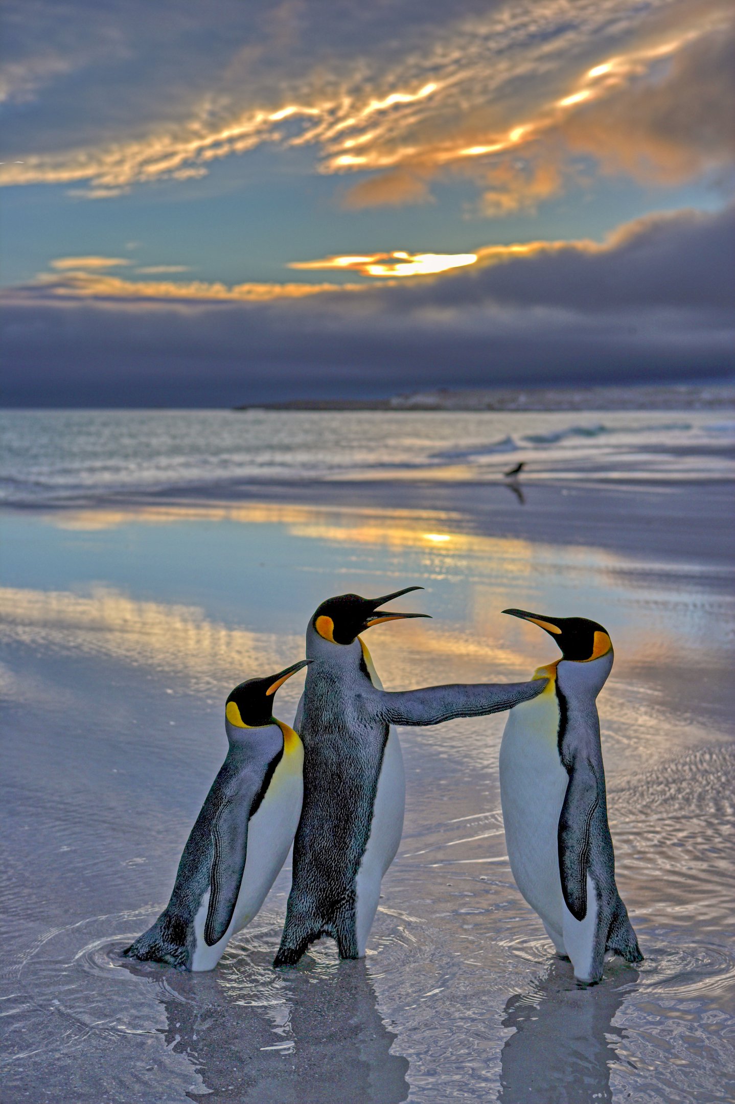 "Alright mate back off. This is my bird", na categoria Mais comentados, de Andy Rouse / Nikon Comedy Wildlife