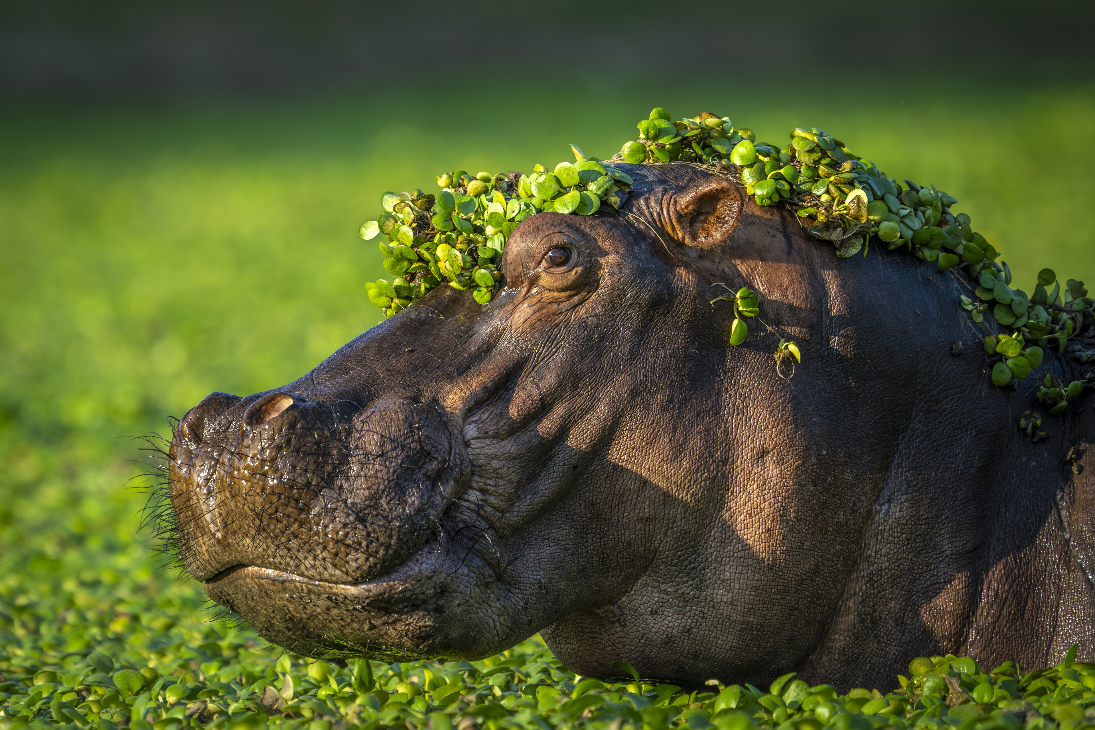 "Im too sexy for my love", na categoria Mais comentados, de Artur Stankiewicz / Nikon Comedy Wildlife