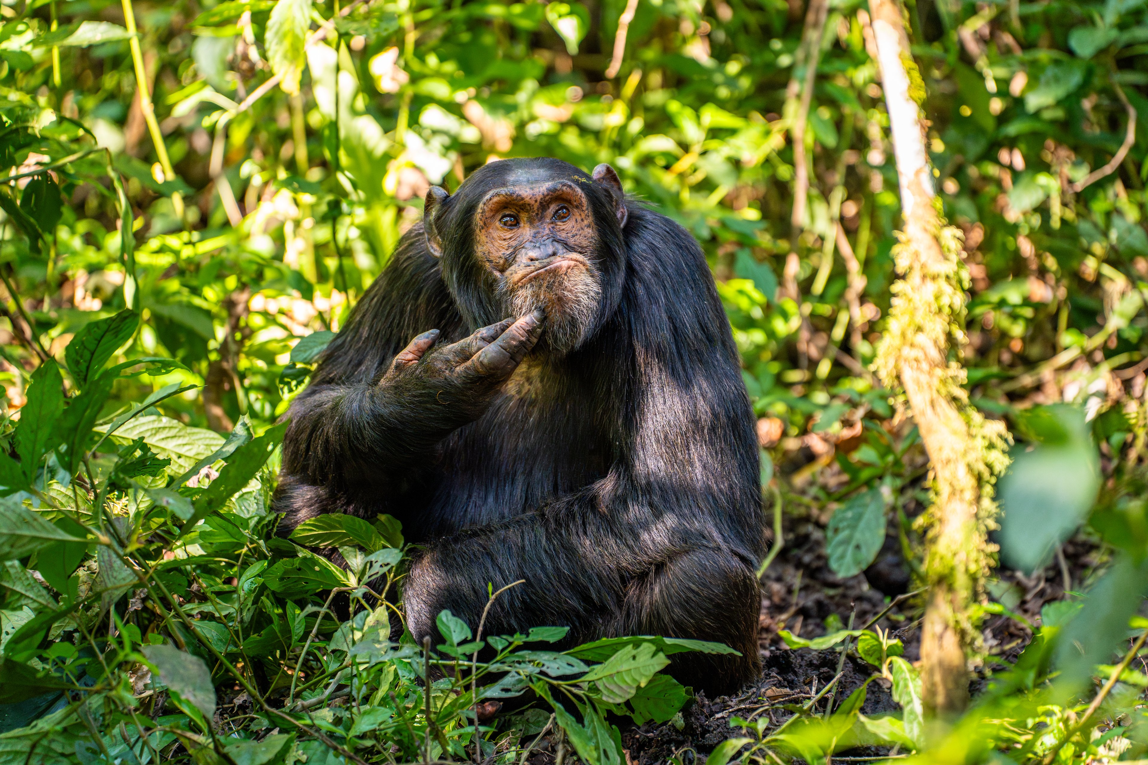 Concurso escolhe as fotos de animais selvagens mais engraçadas do ano; veja as imagens