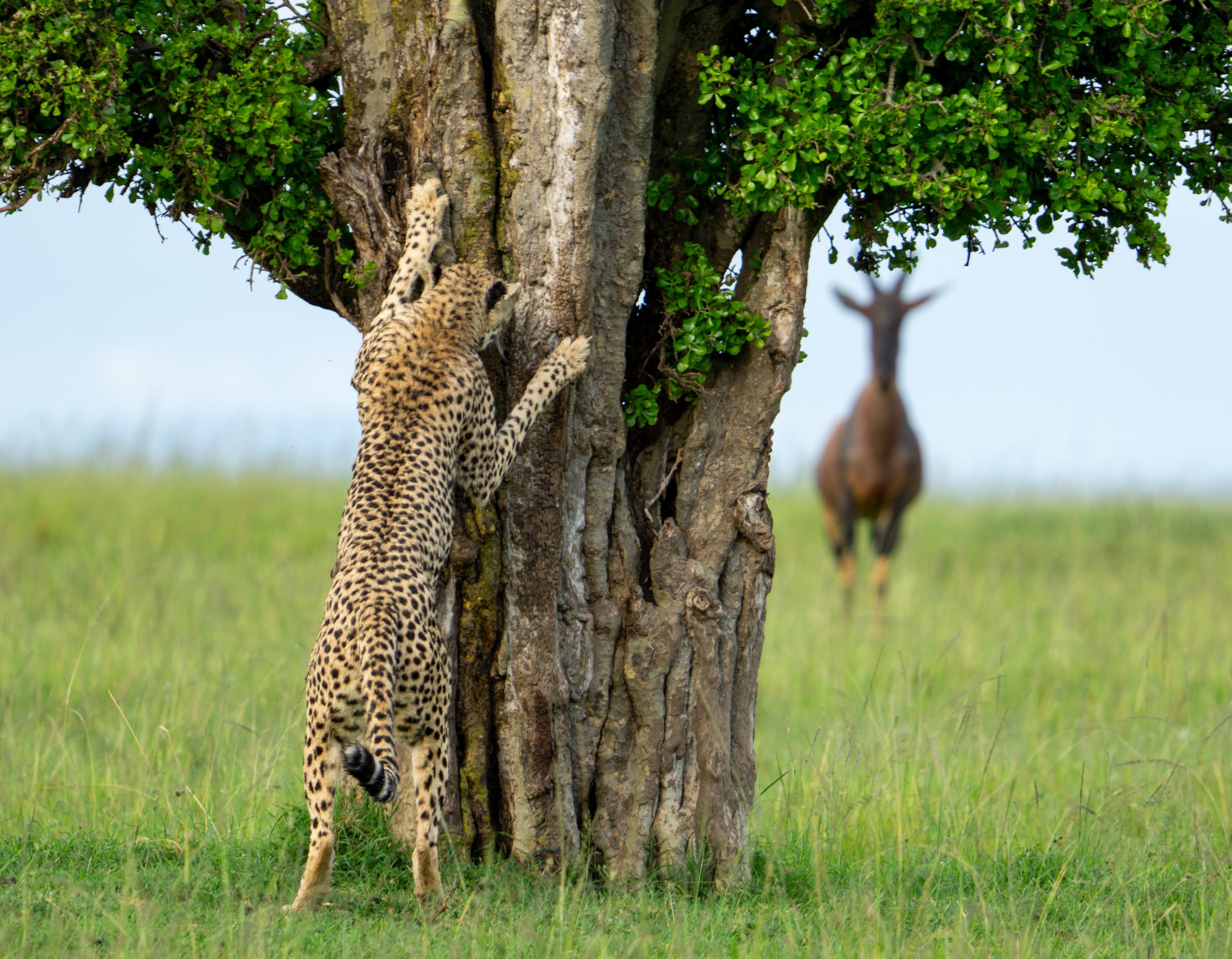 "Hide and seek", na categoria Mais comentados, de Leslie Mcleod / Nikon Comedy Wildlife