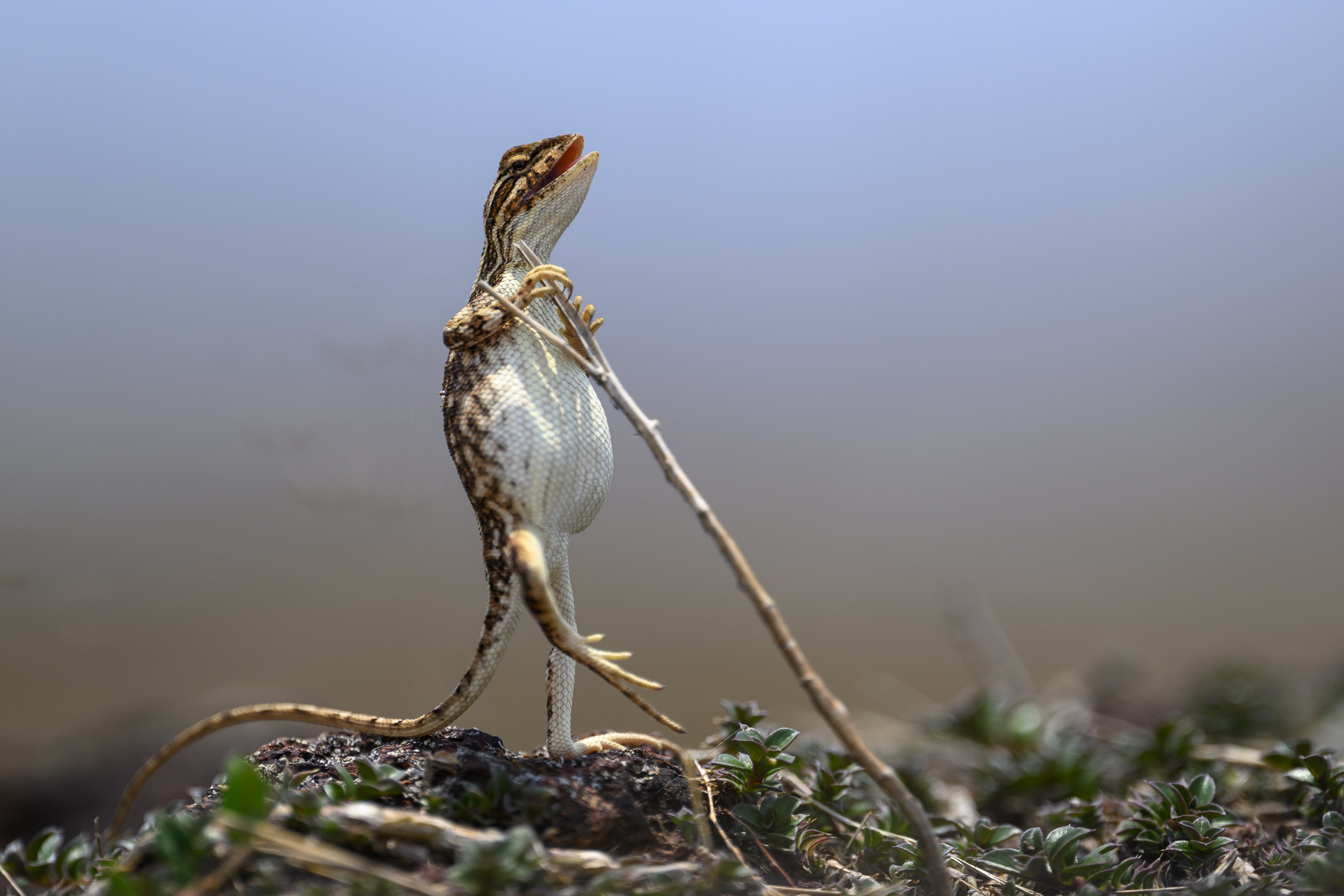 "The Rock Star", na categoria Mais comentados, de Sanjay Patil / Nikon Comedy Wildlife