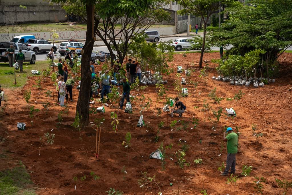 Heineken inaugura sua primeira microfloresta com vegetação da Mata Atlântica em Belo Horizonte