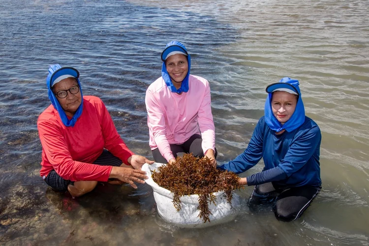 Comunidade de pescadoras de algas de Itapipoca, no Ceará, é fornecedora da L’Occitane au Brésil.