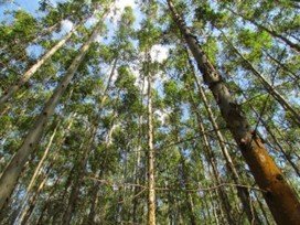 Empresa brasileira explica como mantém certificação FSC - Forest Stewardship Concil