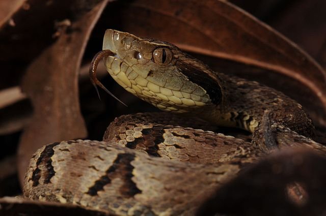 Quais são as serpentes mais venenosas do Brasil?